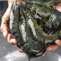 万景 黑虎虾 31-40只 1kg