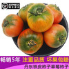 采鲜惠 辽宁铁皮柿子西红柿 丹东碱地绿腚草莓柿子 新鲜番茄 1.5kg