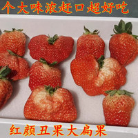 花农氏红颜草莓鲜果多倍体大扁丑果当季新99现摘礼盒真空包 1500g 小果平均果重15-25克左右
