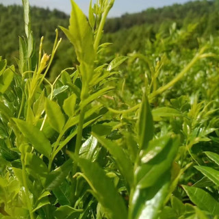 食芳溢张家界高山野生特级莓茶茅岩土家湖南藤茶 半斤装250克