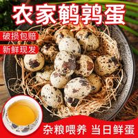 我老家 鹌鹑蛋农家杂粮喂养新鲜鹌鹑蛋现捡现发50枚