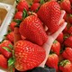 甜莓之都 巨无霸 红颜99草莓 2.5斤彩箱装单果35克+