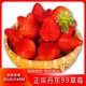 玖玖农场 正宗丹东99草莓当季水果现摘1.8/2.8斤东港九九红颜牛奶草莓整箱
