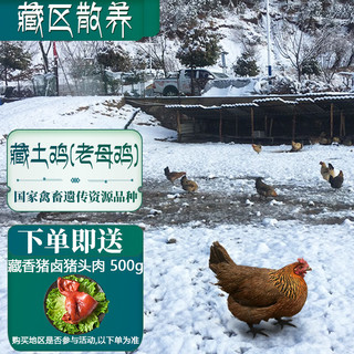 卡拉达 藏区散养一年以上藏土鸡1.5kg老母鸡农家走地鸡跑步鸡月子鸡生鲜