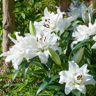 香水百合花种球盆栽花卉室内室外四季好养活植物种子郁金香土水培