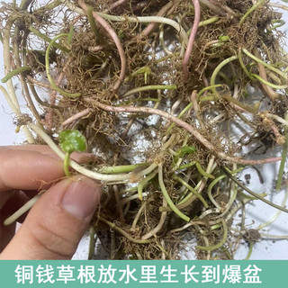 萌肉居铜钱草招财水培植物办公室桌面盆栽金钱草室内绿植/铜钱草草根 铜钱草草根/无盆土