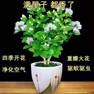 睿格达 四季开花茉莉花盆栽 带花苞