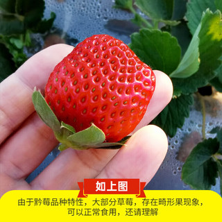 顶鲜佳 红颜奶油草莓甜草莓礼盒装 单果30克+