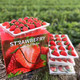 红颜99草莓1盒(300克盒) + 顺丰