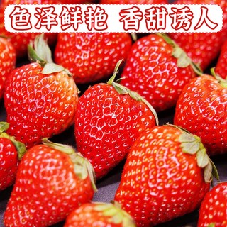 荔之乡 辽宁丹东99草莓红颜草莓 中果1000g