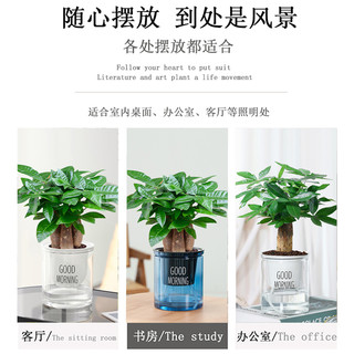 发财树小盆栽办公室绿萝箩水培绿植花卉植物室内花文竹四季好水养