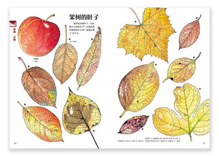 盛口满的手绘自然图鉴：落叶的大千世界