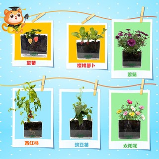 山猫博士儿童植物观察窗种子发芽生长宝宝种植迷你小盆栽幼儿绿植