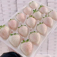 樱鲜 淡雪白草莓  一盒30颗 一斤礼盒装