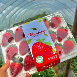 顶鲜佳 红颜奶油草莓甜草莓礼盒装 发30g+大果