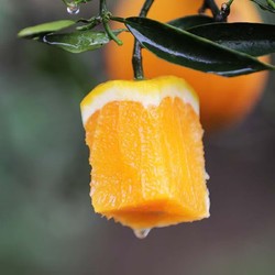 果当爱 湖北秭归脐橙 九月红橙子果冻橙年货礼盒10斤含箱水果 源头直发