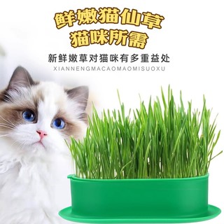 宠悦奇 猫草猫薄荷盆栽水培化毛球草种子粒非已种好懒人幼猫零食猫咪用品
