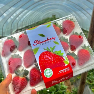 顶鲜佳 奶油草莓甜草莓礼盒装 大果单果30克+ 精选草莓1盒