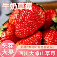 惠味福 四川大凉山红颜牛奶油大草莓生鲜水果礼盒部分地区次日达 3斤尝鲜装