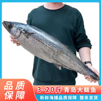 隆鲜道 青岛黄金大鲅鱼 14-15斤整条礼盒装