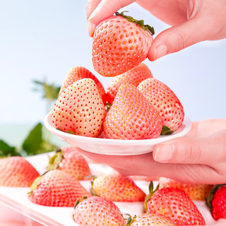 茜货 丹东99粉玉奶油草莓水果生鲜中果2斤装 单果15-25g 源头直发