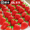 褚味 京金榜 红颜99大草莓牛奶草莓品种 2斤装（单果12-15g）限亏冲量 大果（单果约15-20g）