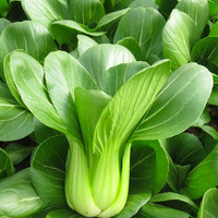 种菜记 上海青种子小青菜四季春季油菜种籽菜籽种阳台盆栽南方菜籽 上海青种子10克