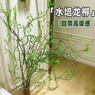 泰西丝龙柳鲜枝龙柳干树枝水培植物花卉  龙柳80cm-1米高5支【不含盆】