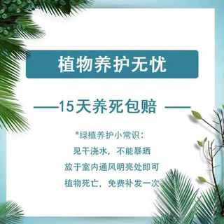 萌肉居 芦荟盆栽植物室内外多肉植物好养新鲜植物不夜城观赏/原盆芦荟 芦荟含简易盆