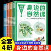 全套4册身边的自然课科普类书籍小学图画书3-6-9岁儿童认知自然科普绘本故事书幼儿园书籍小学