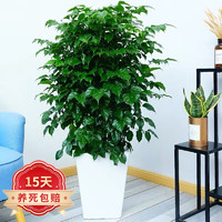 沭之美 幸福树大型绿植室内花卉盆栽盆景 幸福树1.2-1.4米高+螺纹盆+椰砖