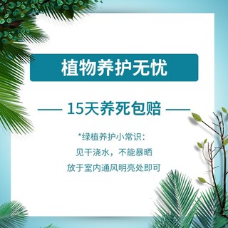 伊贝雅（yibeiya）金钱树植物盆栽大型绿植室内大盆景客厅花卉植物盆栽（90#原盆 4-6株苗 约20cm高） 金钱树【4-6株约20cm高】