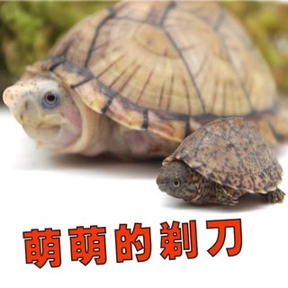 诗轩[深水龟]剃刀蛋龟苗迷你宠物龟活物观赏龟龟剃刀龟网红龟深水乌龟 4-5 厘米 一只