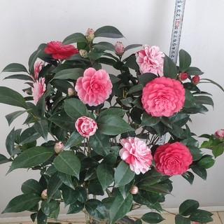 一树多色茶花五色赤丹盆栽包对版盆栽粉色红色冬季春季粉色