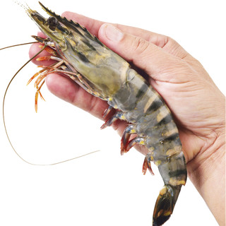 京东生鲜 泰国活冻黑虎虾（巨型限量款）1.8kg 32-40只/盒 礼盒装 海鲜水产