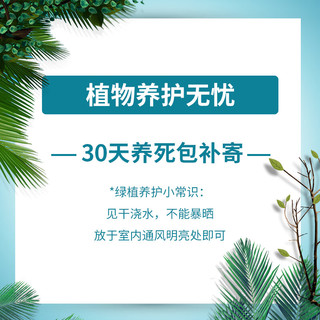 劉閣蘭花高档春剑兰花苗 新津胭脂 室内阳台花卉盆栽 4苗裸根壮苗带花苞 4苗连体裸根壮苗 带花苞