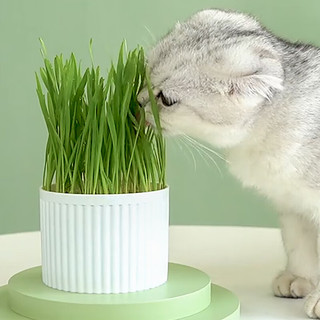 Huan Chong 欢宠网 猫草种子猫薄荷猫零食去毛球化毛膏猫草水培种籽种植套装猫咪用品 5包种子+2包营养土+盆