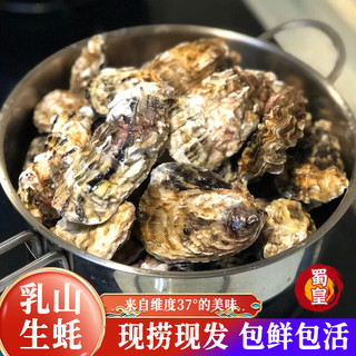 蜀皇乳山生蚝鲜活特大牡蛎海蛎子带壳生蚝肉贝类海鲜5斤5XL(8-10)只