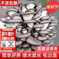 禹知蔬蘑菇种植包平菇菌包家庭种香菇菌种菌菇种子椴木棒食用菌儿童种包 灰平菇种植大菌包3个约6斤