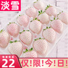 田良季【】淡雪草莓白粉色玉草莓水果奶油草莓年货新年礼 【白色淡雪】更香甜 2盒500g礼盒丨速达