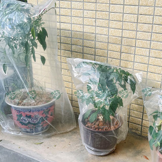 绿色图南植物防冻保温袋防风保护袋 抽绳厚款植物保温袋 宽1m*高2m