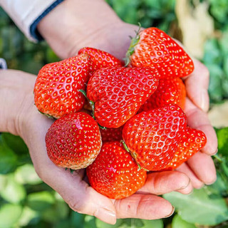 柚萝大凉山奶油草莓 红颜99草莓新鲜水果 整箱 精选奶油红颜草莓 优选奶油红颜草莓 净重2.25 斤需 2份单果15-30g