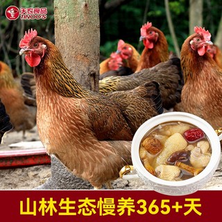 天农 食品 原种清远鸡老母鸡900g 生鲜无抗土鸡鸡肉 生态散养走地鸡1年以上