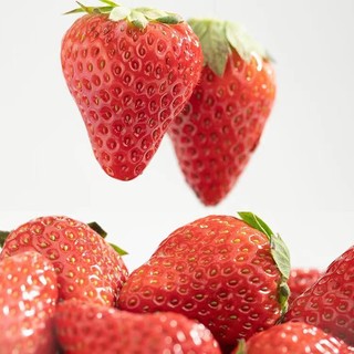 红颜99草莓 净重2.5斤 巨无霸 （单果30-50G）