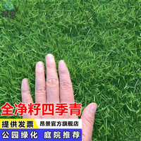 矮生四季青草籽高档全净籽免修剪草皮种子抗旱耐寒公园别墅庭院护坡工程绿化草坪种子昂景 【庭院】高档全净籽四季青1斤