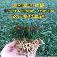 好客花乡  日本玉龙草矮麦冬草坪庭院别墅草平植物四季常青园林绿化麦冬草 10斤净草 10cm以下