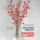 致荟树 水培红梅 80cm 10枝