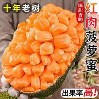 文勤 越南红肉菠萝蜜一整个 红心菠萝蜜果肉 干包整颗菠萝蜜生鲜水果 红肉8-10斤