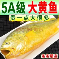 哺食旺大黄鱼新鲜海捕黄花鱼鲜冻整条鱼类生鲜 海鲜水产 0.9-1.1斤/条 4条