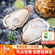  乳山牡蛎 鲜活乳山生蚝2XL号 特产年货 净重1.5kg 10-15只　